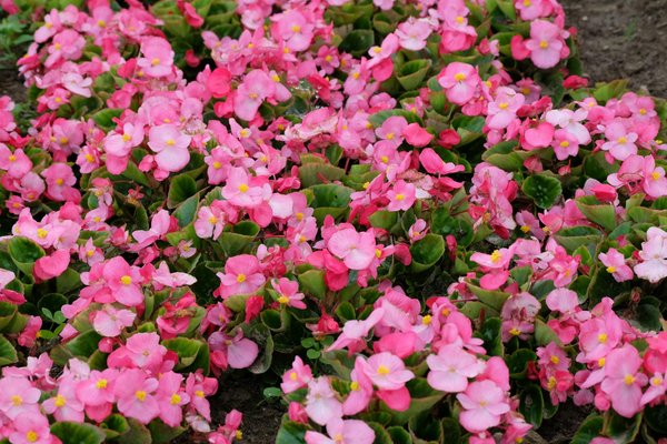 Discover the uk's innovative strategies to combat ocean plastic pollution